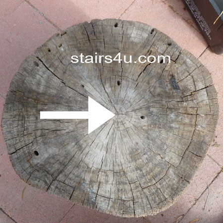 center of cut wood tree